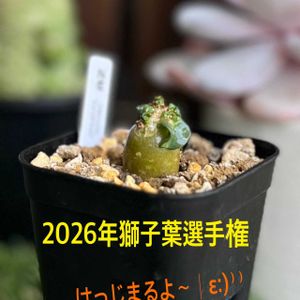 アデニウム,アデニウム 獅子葉,アデニウム ドーセット ホーン,2026年獅子葉選手権,2026年獅子葉選手権の画像
