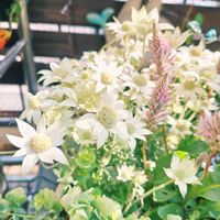 フランネルフラワー,フランネルフラワー,寄せ植え,バルコニーガーデニング,5月の画像