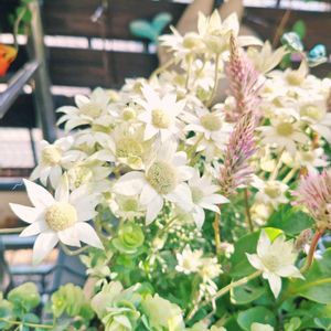 フランネルフラワー,フランネルフラワー,寄せ植え,バルコニーガーデニング,5月の画像