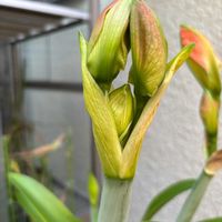 アマリリス,可愛い(^^),キンサンジコ(金山慈姑),つぼみ,花のある暮らしの画像