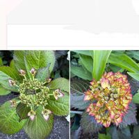 アジサイ,黒葉アジサイ,黒葉紫陽花ライトマイファヤー,黒葉紫陽花ライトマイファヤー,黒葉アジサイ　ブラックダイヤモンドの画像