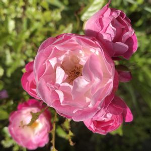 ミ二バラ,鉢植え,地植え,ガーデニング,プランターの画像
