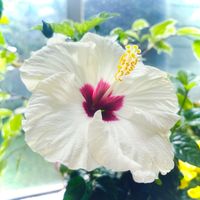 ハイビスカス,美しい,花のある暮らし,Happyな気分,幸せな時間の画像
