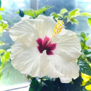 ハイビスカス,美しい,花のある暮らし,Happyな気分,幸せな時間の画像