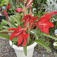 アマリリス,美しい花,私のお気に入り,元気な花,可愛い花の画像