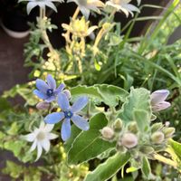 フランネルフラワー,アナベル,オキシペタラム ブルースター,水色の花,ベランダ園芸の画像