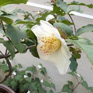 ナツツバキ,ナツツバキ,鉢植えの夏椿,庭の画像