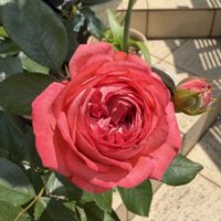 カキツバタ,ガーデニング,ばら バラ 薔薇,庭の画像