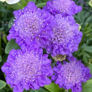 紫色の花,#ガーデニング,エクステリアの画像