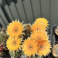 サボテン,ロビビア,ロビビア,交配,サボテンの花の画像
