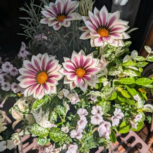 ガザニア,ガザニア,サフィニア,サフィニア　ひつじもこもこ,寄せ植えの画像