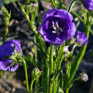 花のある暮らし,スマホ撮影,癒やし,八重咲きカンパニュラ,畑の花達の画像