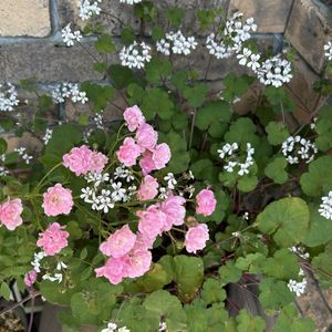可愛い,山野草,シェードガーデン,ばら バラ 薔薇,毎日ローズショーの画像