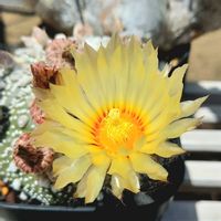 花園兜,サボテン科,アストロフィツム属の画像