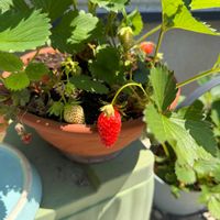 イチゴ,イチゴ,よつぼし,野菜と果物の話,家庭菜園の画像