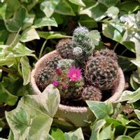 サボテン,サボテン,アイビー,サボテンの花,サボテンの寄せ植えの画像