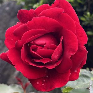 赤い薔薇,ピンクのバラ,薔薇の蕾,薔薇の蕾,赤いバラ（薔薇）の画像