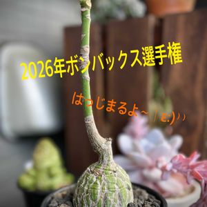 ボンバックス,ボンバックス エリプチカム,多肉植物,塊根植物,多肉女子の画像