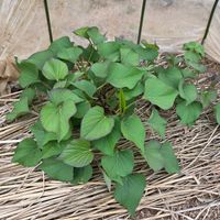 イチゴ,サツマイモ,白いちご,そら豆/お多福豆,家庭菜園の画像