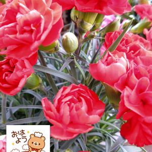 カーネーション,赤い花,日曜日は赤い花,カーネーションの栽培,プラ鉢で栽培の画像