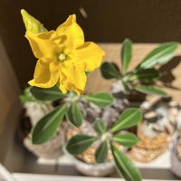 パキポディウム・デンシフローラム,塊根植物,セクシー大下,ランニングショットの画像