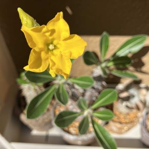 パキポディウム・デンシフローラム,塊根植物,セクシー大下,ランニングショットの画像