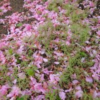 イチゴ,コキア,桜吹雪,こぼれ種,北海道の画像
