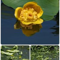 コウホネ,花散歩,OLYMPUS,ミラーレス一眼,日曜ビタミンカラー♪の画像