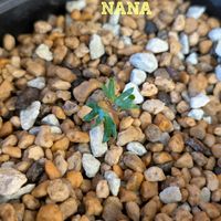 Boswellia nana,ボスウェリア ナナ,実生,コーデックス,バルコニストの画像