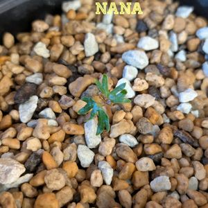 Boswellia nana,ボスウェリア ナナ,実生,コーデックス,バルコニストの画像