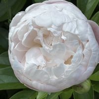 シャクヤク,オルレア,ナチュラルガーデン,お庭の花たち,宿根草の庭の画像