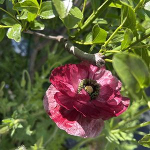 地植え,咲いた！,種取り,5月の庭,庭の画像