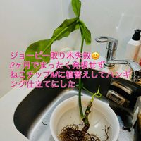 フィロデンドロン,フィロデンドロン ジョーピー,ワイルド,森林浴,熱帯植物の画像