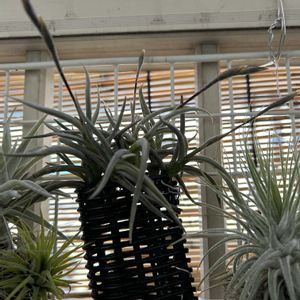 観葉植物,着生植物,花のある暮らし,おうち園芸,エアプランツの一覧の画像