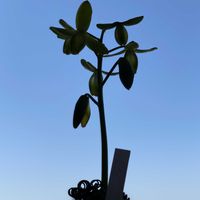 アルブカ,アルブカ スピラリス,多肉植物,GSに感謝。,空との画像