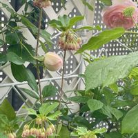 ドウダンツツジ,ガーデニング,花のある暮らし,ばら バラ 薔薇,ベランダの画像