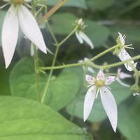 アマリリス,アマリリス,ユキノシタ,アリストロメリア,ドグダミの画像