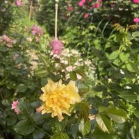 エリシマム,バラ,薔薇,ヒメノキシス イエローファンタジー,ファイヤーワークスラッフルの画像