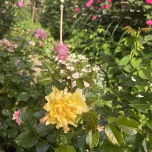 エリシマム,バラ,薔薇,ヒメノキシス イエローファンタジー,ファイヤーワークスラッフルの画像
