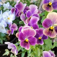 ビオラ,花のある暮らし,玄関アプローチの画像