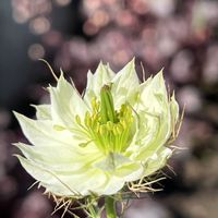 ニゲラ,開花,5月,庭の画像