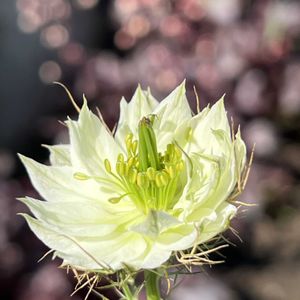 ニゲラ,開花,5月,庭の画像