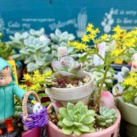 ももりん,寄せ植え,多肉植物,多肉植物のある暮らし,今日のお花の画像