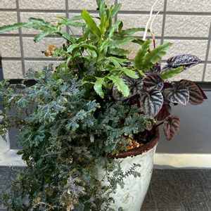 寄せ植え,観葉植物,ガーデニング,カラーリーフ,ベランダの画像