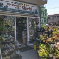 多肉植物,ウラボシ科,ビカクシダ属,食中植物,塊根の画像