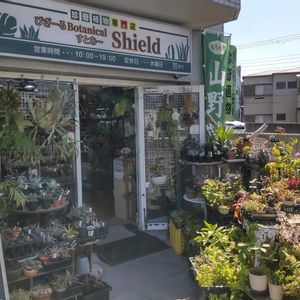 多肉植物,ウラボシ科,ビカクシダ属,食中植物,塊根の画像
