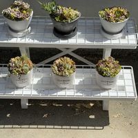 多肉植物,寄植えの画像