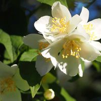 バイカウツギ,日曜日は日本を感じる和の花,庭の花便りの画像