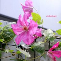 クレマチス,地植え,ガーデニング,お気に入り♡,花のある暮らしの画像