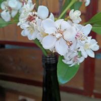 シャリンバイの画像